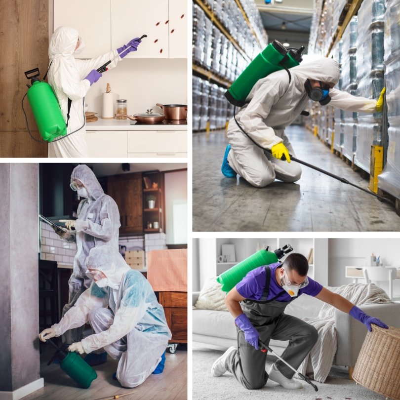 Professional Pest Experts